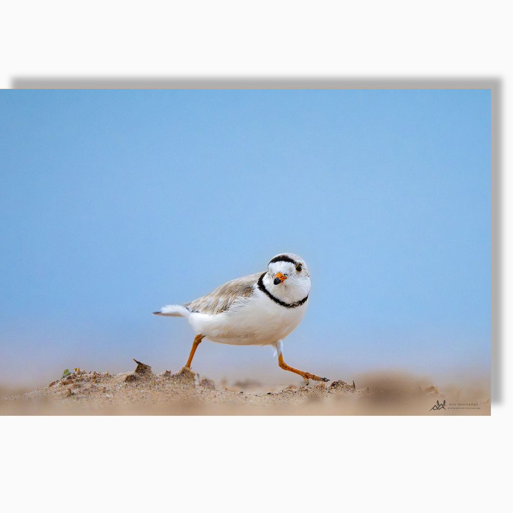 Coureur à intervalle - Toile