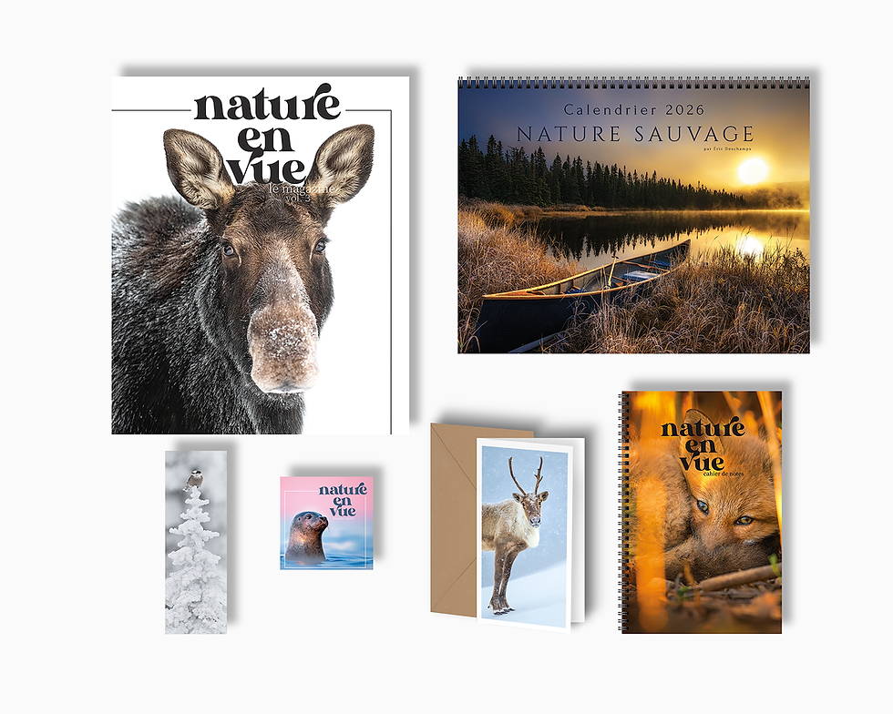 Miniature : Le cadeau solo