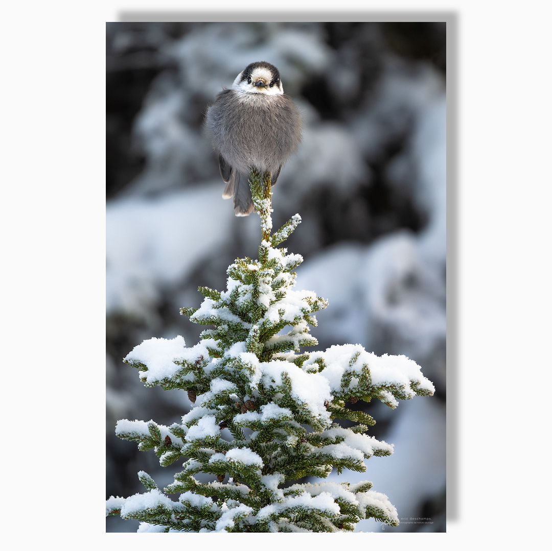 Froid miniature - Toile