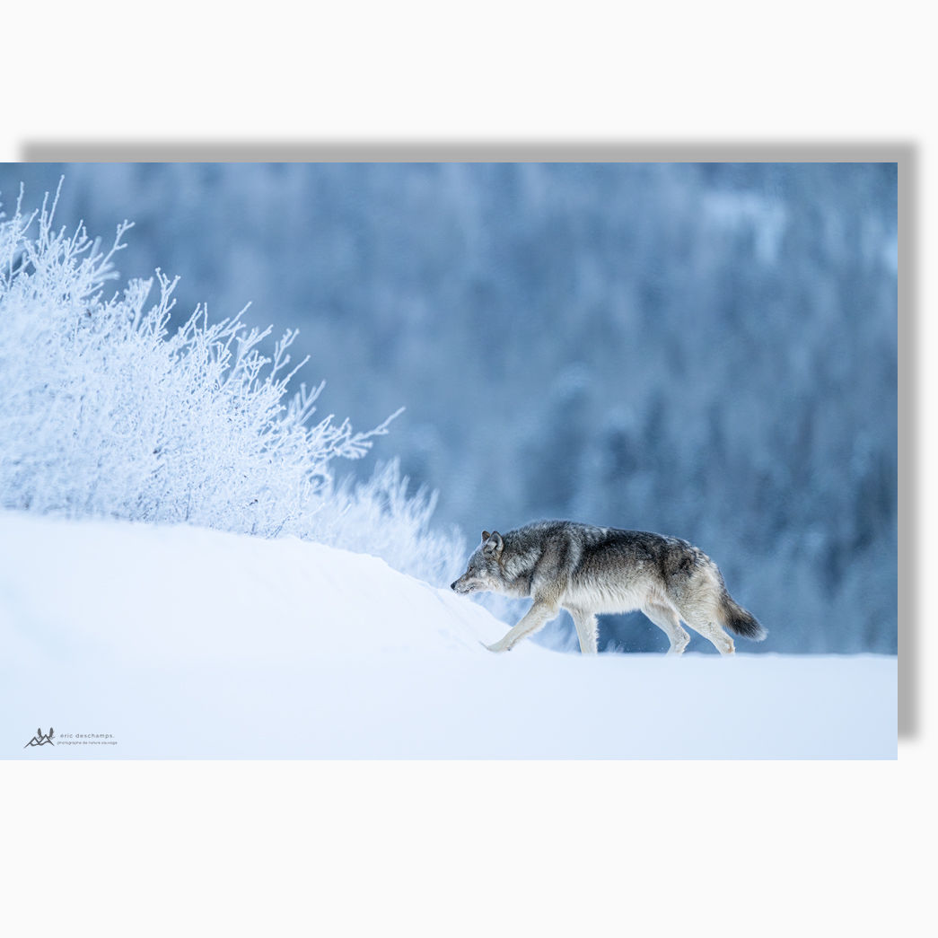 Mon premier - Impression