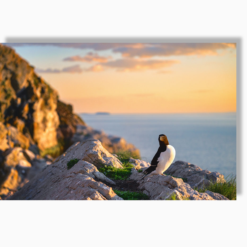 Vigie du vent  - Impression