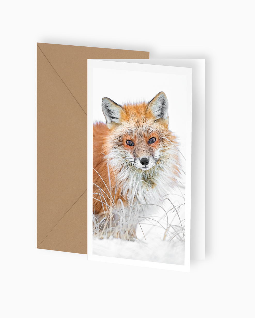 Lionne - Carte de souhaits