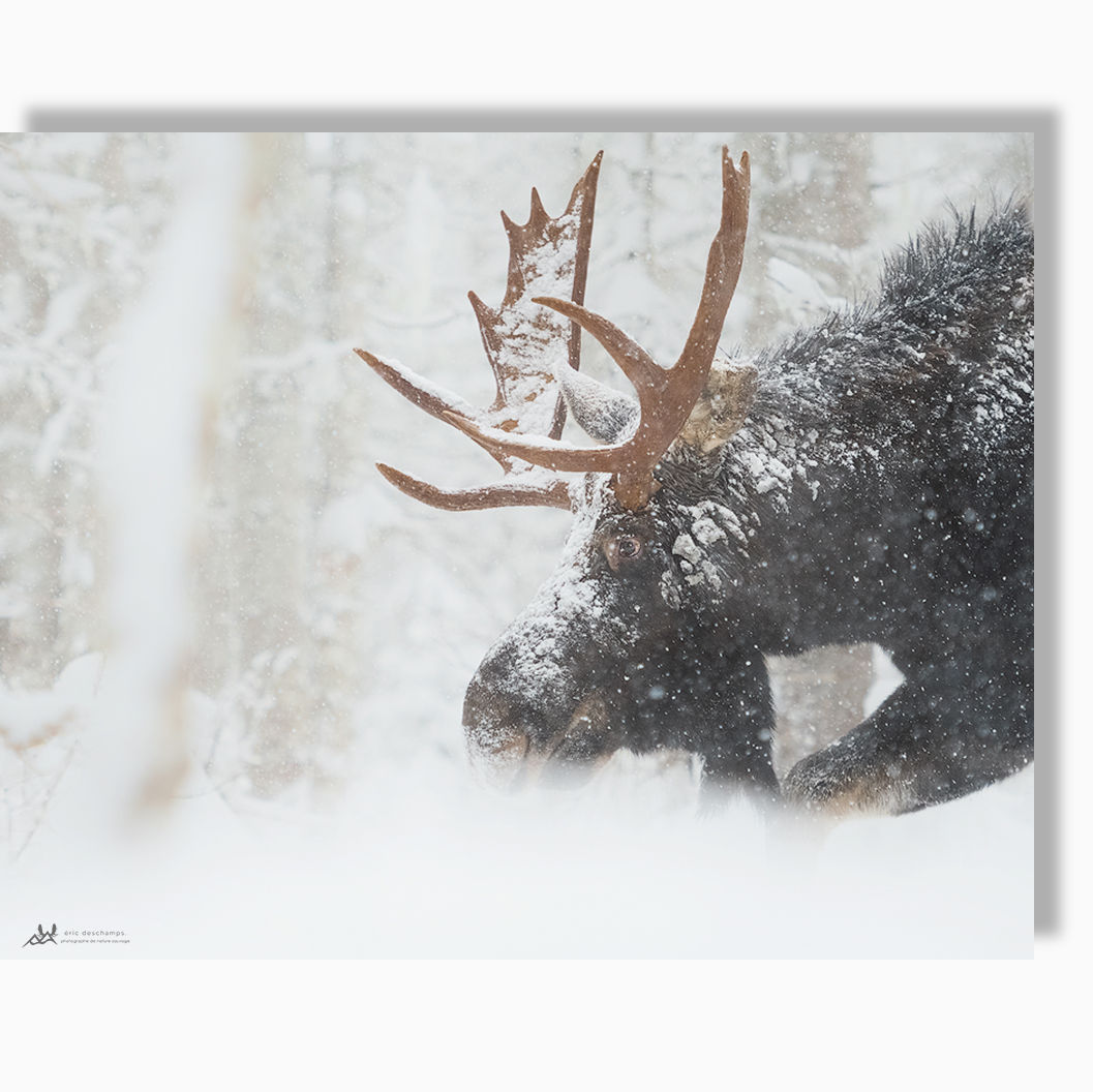 Marche de l'emperreur