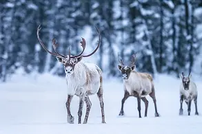 caribou_hiver_16_2024.webp