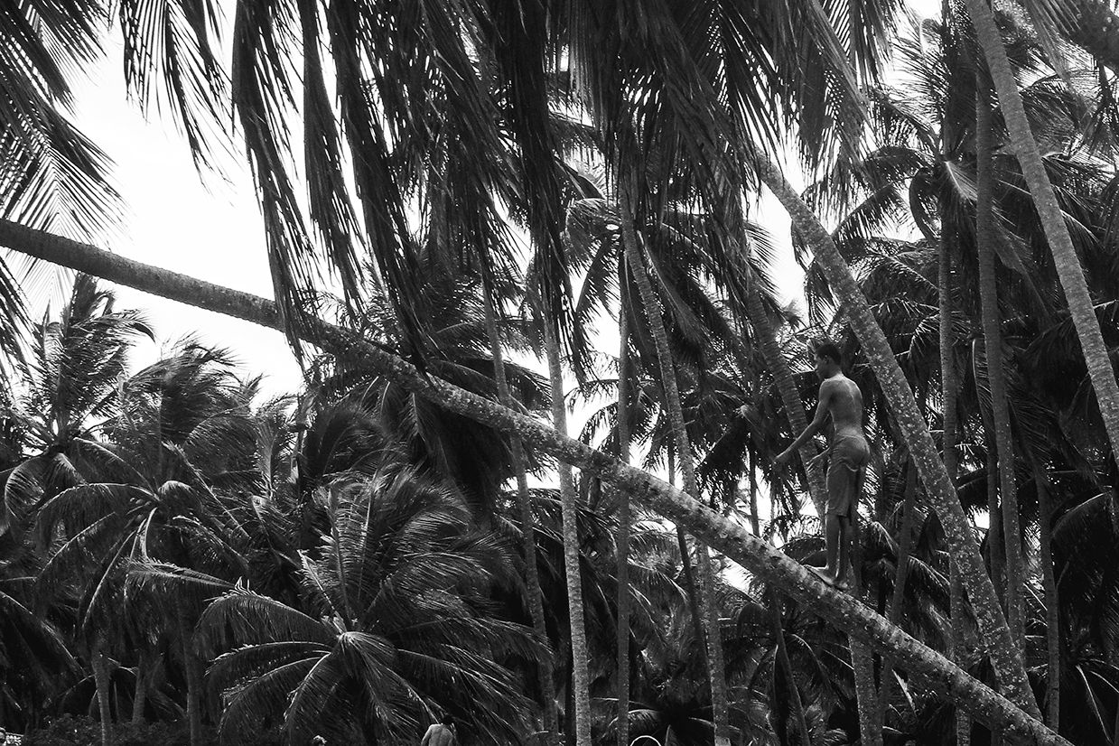 WALKING ON THE TRUNK