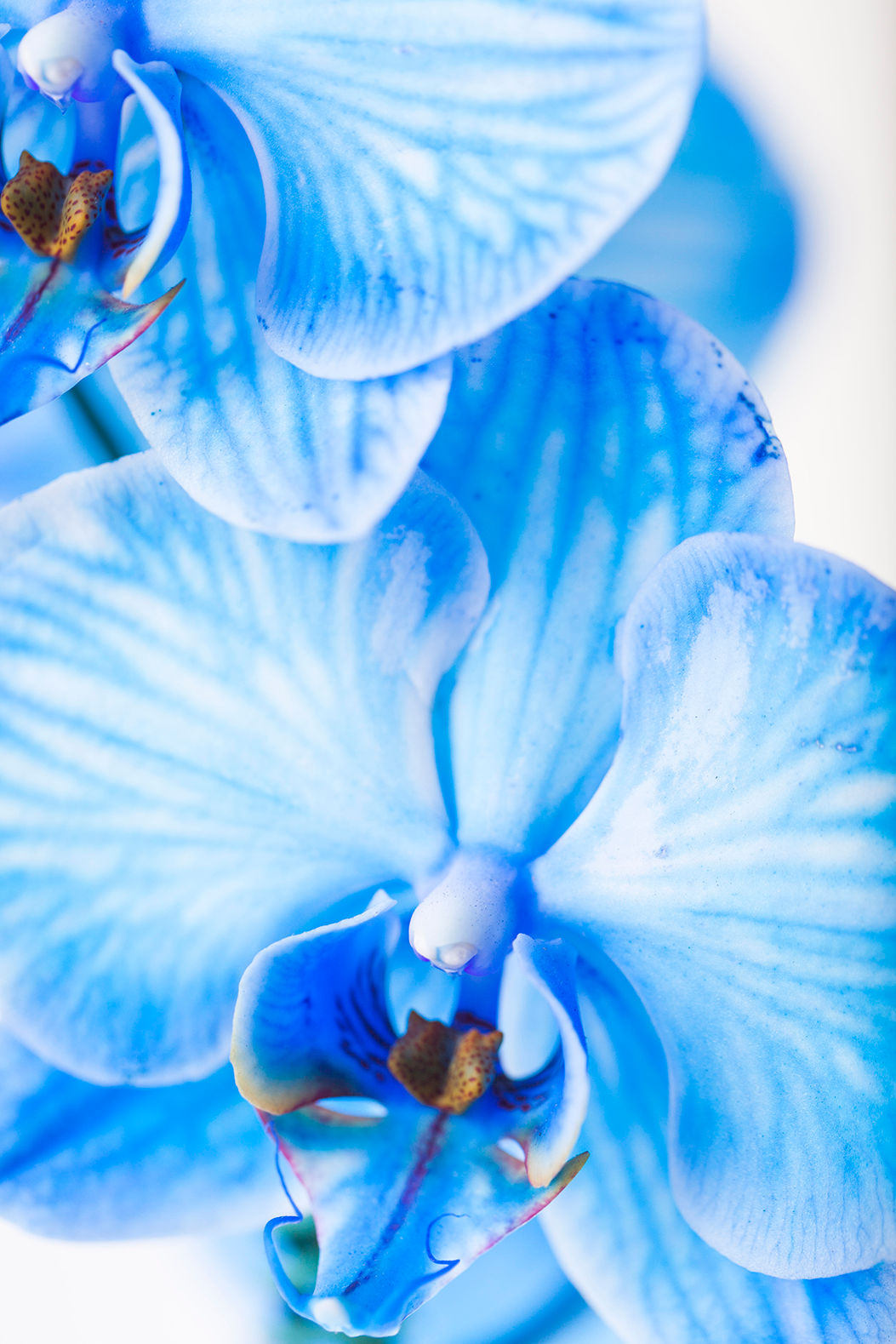 "BLUE ORCHIDS"