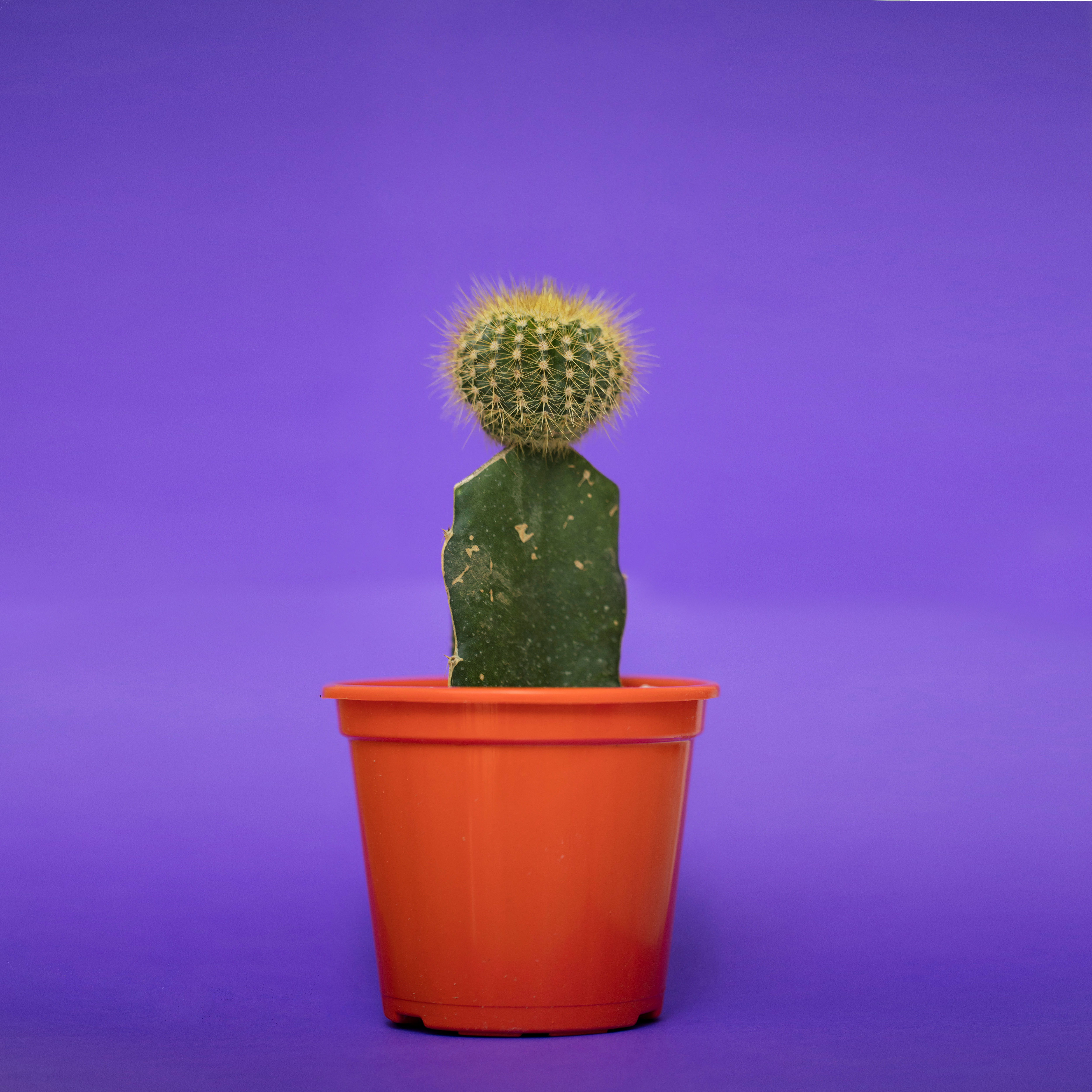 BIG SPIKE BALL HEAD | 1:1