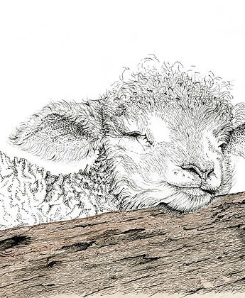 Lamb on log.jpeg