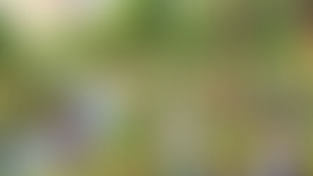 O poveste despre prietenia cu natura: Cum copiii din Băița au învățat să protejeze planeta