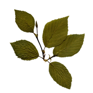 Dry Leaf
