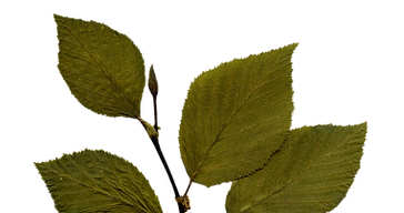 Dry Leaf