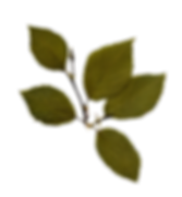 Dry Leaf