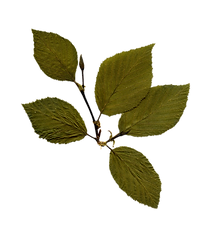 branches