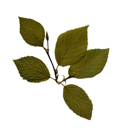 Dry Leaf