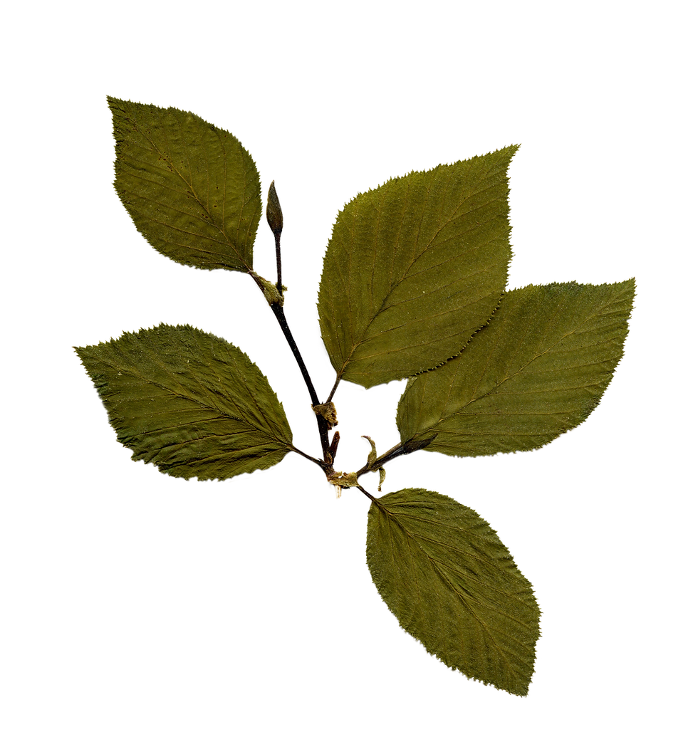 Realistic Green Leaf Cluster