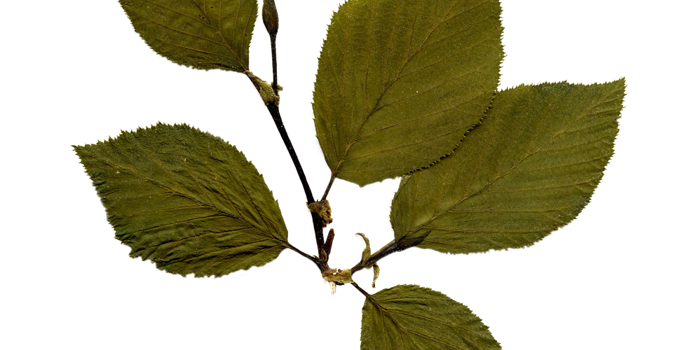 Dry Leaf