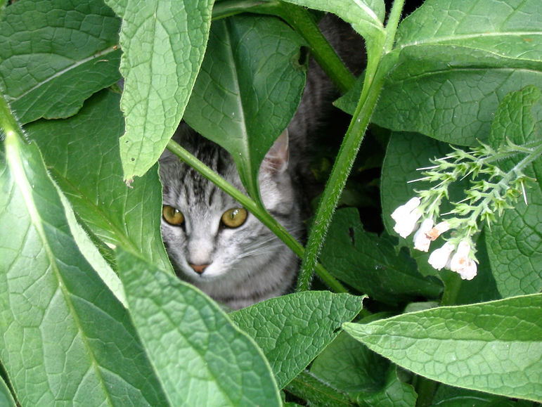 Foto: Junge, grau getigerte Katze schaut zwischen grossen Blättern hervor