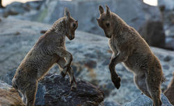 Тренировка