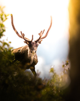 Antler dans la nature