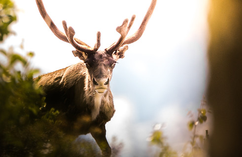 Antler in Nature