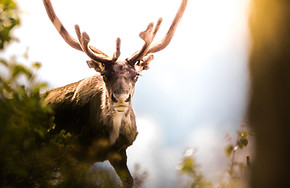 Antler dans la nature