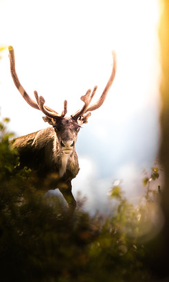 Antler na Natureza