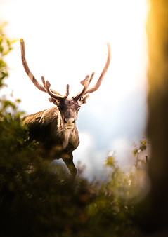 The Yorkshire Dales Cookery School Antler in Nature