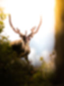 Deer in Nature