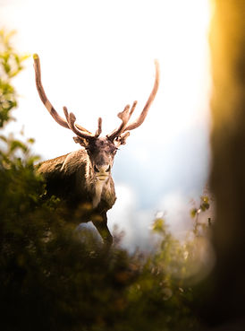 Antler in Nature