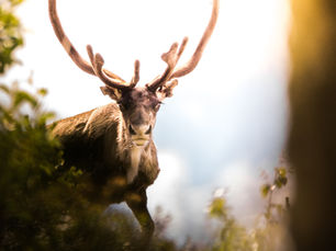 "Tué" ou "être tué": une loi de la nature?