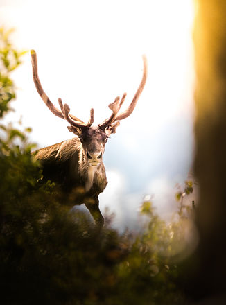 Antler in Nature