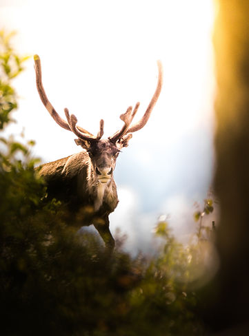 Antler in Nature