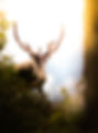 Antler in Nature