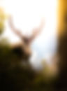 Antler in Nature