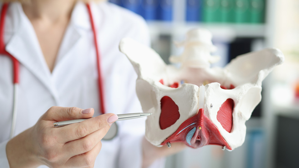 Doctor gynecologist showing layout of female pelvis with muscles closeup.jpg