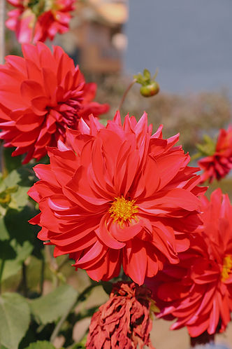 Garden Dhalia.jpg