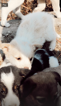 Precious Puppies