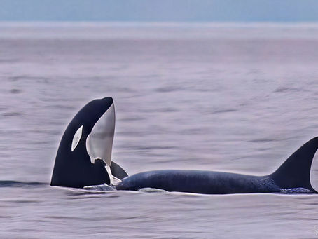 Orcas visit Saltwater