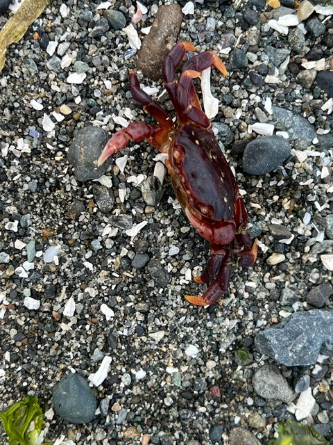 Beach Exploration