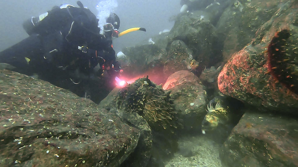 Diver with a Giant Pacific Octopus at the artificial reef inside the Marine Protected Area