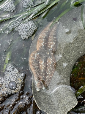 Mottled sea star on a moon snail sand collar (eggs)