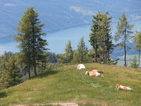 Veronika ist kratzbürstig