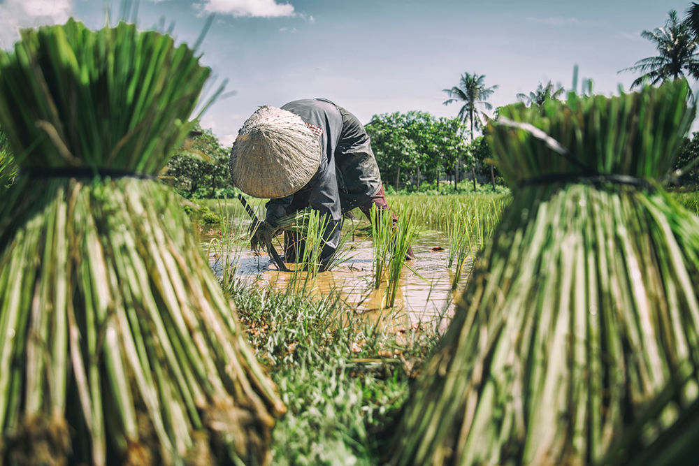 Rice Field