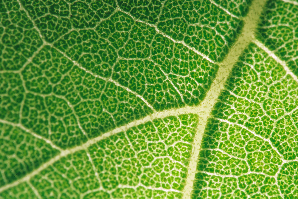 Patterns in the Ivy II