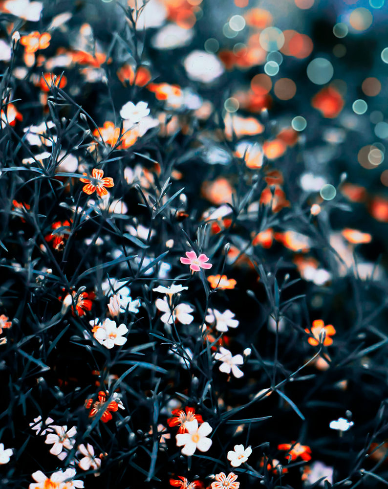 The tiny little flowers 1