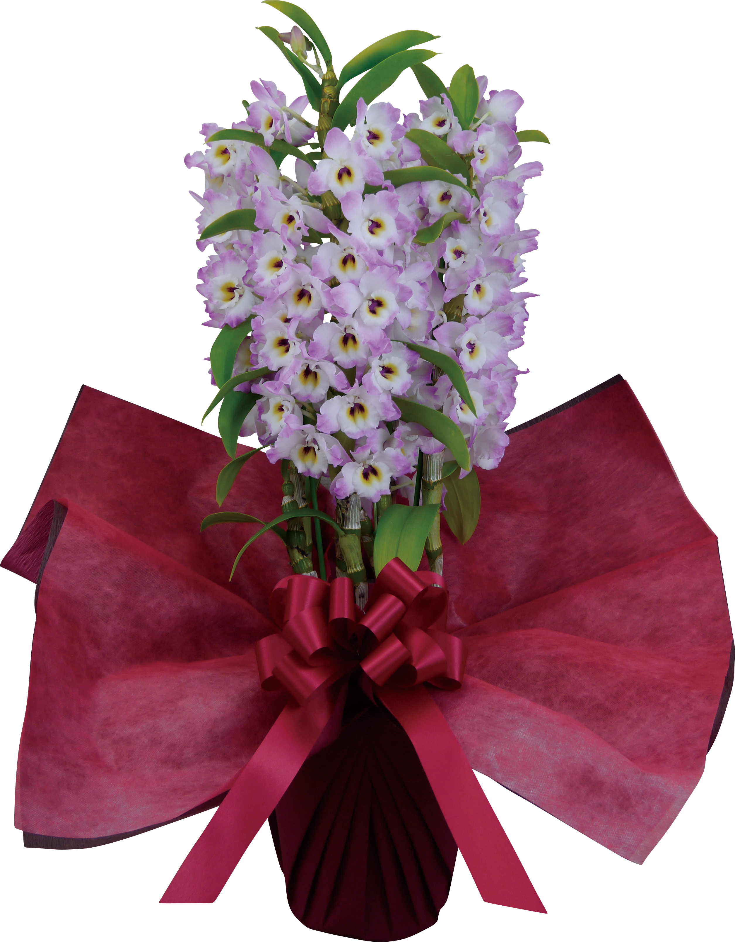 デンドロビューム