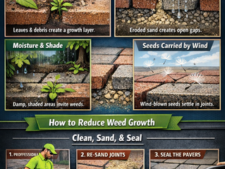 Why Weeds Grow Between Brick Pavers (And How to Reduce Them)