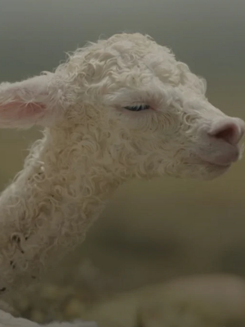 Baby alpaca, living in freedom in the Andes