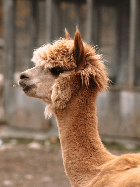 Ethic Alpaca farm in the Andes by Sierra Home