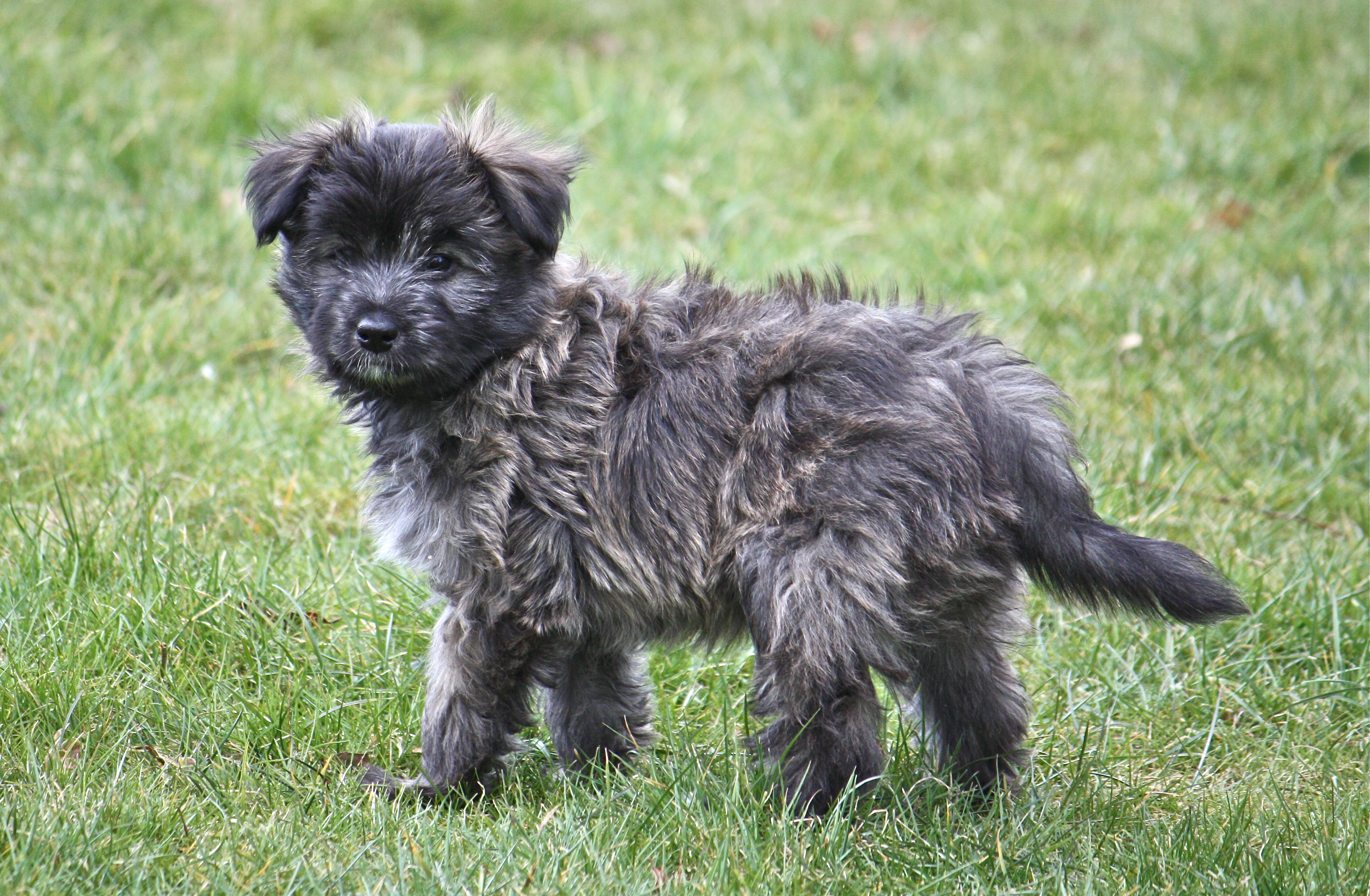 pyrenean shepherd dog